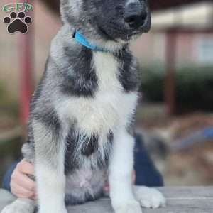 Blue, Siberian Husky Puppy