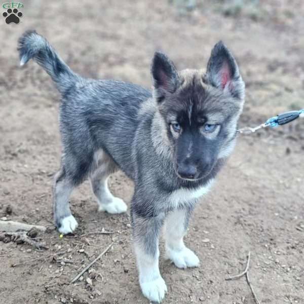 Violet, Siberian Husky Puppy