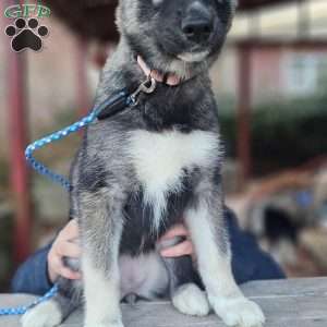 Violet, Siberian Husky Puppy