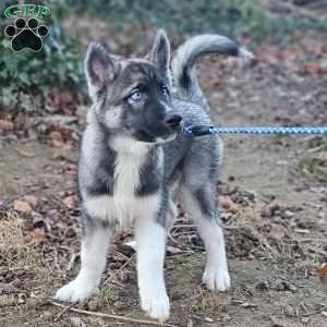 Blue, Siberian Husky Puppy