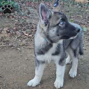 Blue, Siberian Husky Puppy