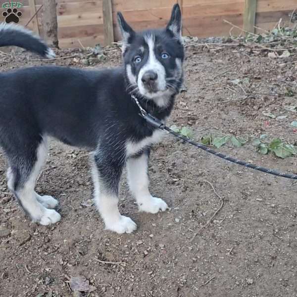 Penny, Siberian Husky Puppy