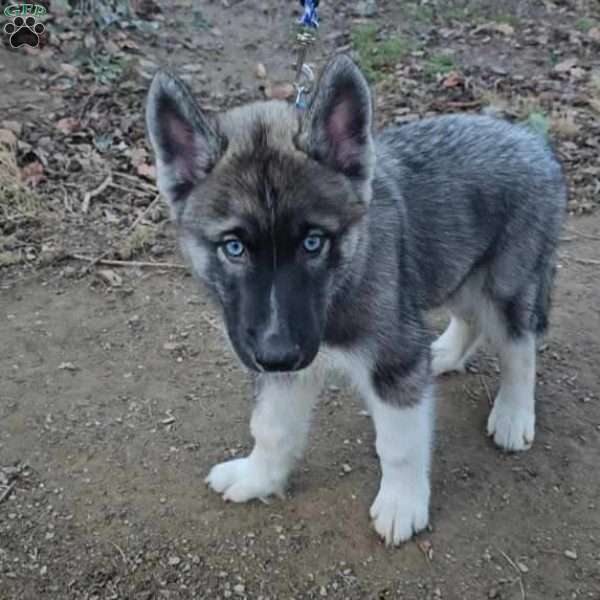 Blue, Siberian Husky Puppy