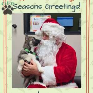 Blue, Siberian Husky Puppy