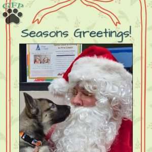 Violet, Siberian Husky Puppy