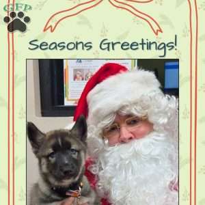 Violet, Siberian Husky Puppy