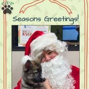 Lavender, Siberian Husky Puppy