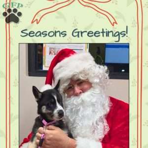 Penny, Siberian Husky Puppy