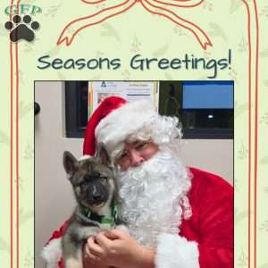 Blue, Siberian Husky Puppy