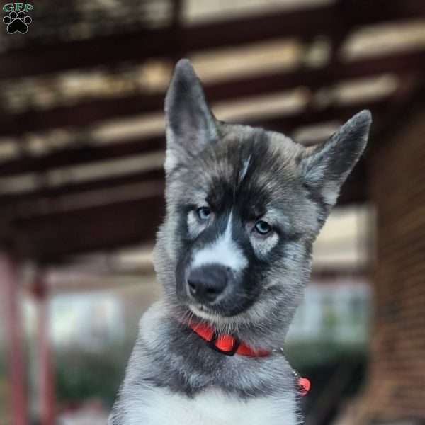 Lavender, Siberian Husky Puppy