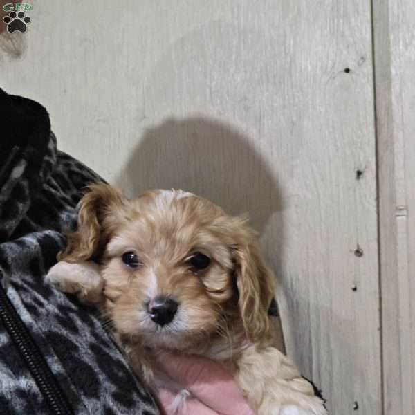 Archie, Cavapoo Puppy