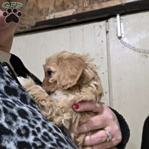 Archie, Cavapoo Puppy