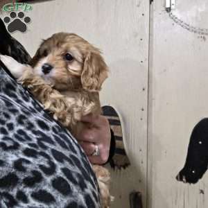 Archie, Cavapoo Puppy