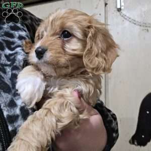 Archie, Cavapoo Puppy