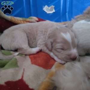 Happiness, Great Pyrenees Mix Puppy