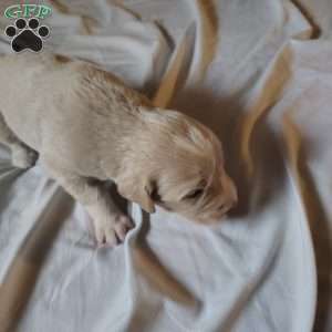 Happiness, Great Pyrenees Mix Puppy