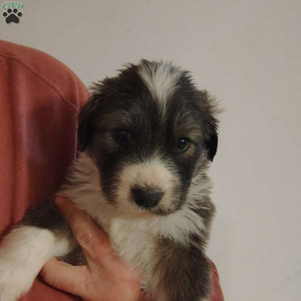 Big daddy, Great Pyrenees Mix Puppy