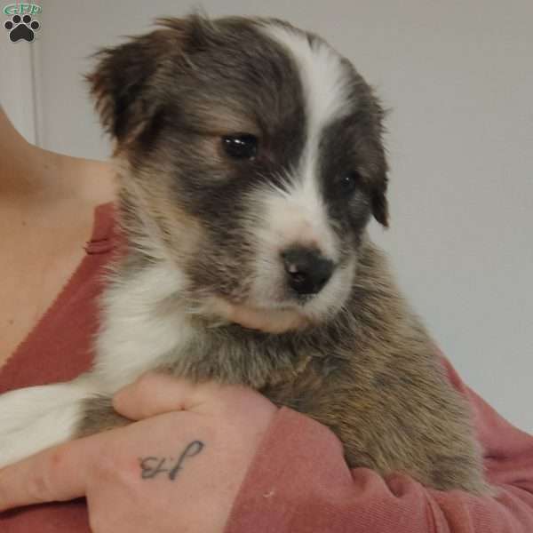 Dallas, Great Pyrenees Mix Puppy