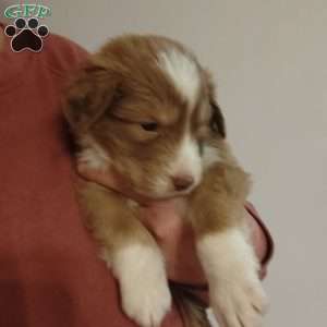 Spencer, Great Pyrenees Mix Puppy