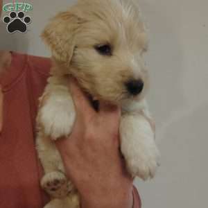 Peanut, Great Pyrenees Mix Puppy