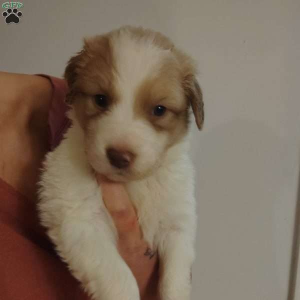 Cookie, Great Pyrenees Mix Puppy
