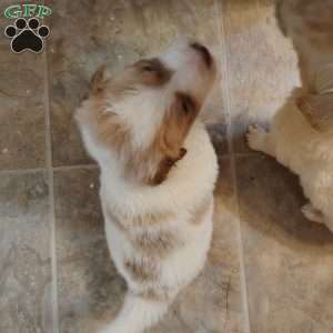 Cookie, Great Pyrenees Mix Puppy
