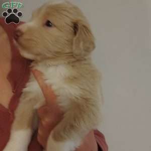 Happiness, Great Pyrenees Mix Puppy