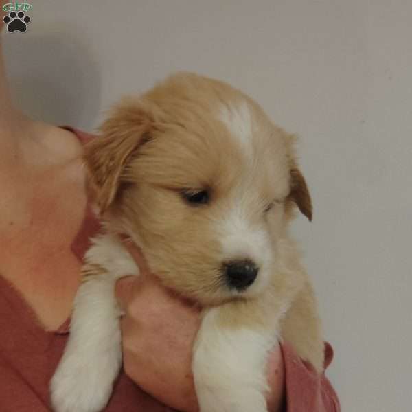 Big mama, Great Pyrenees Mix Puppy