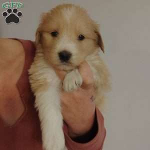 Big mama, Great Pyrenees Mix Puppy