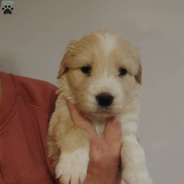 Luna, Great Pyrenees Mix Puppy
