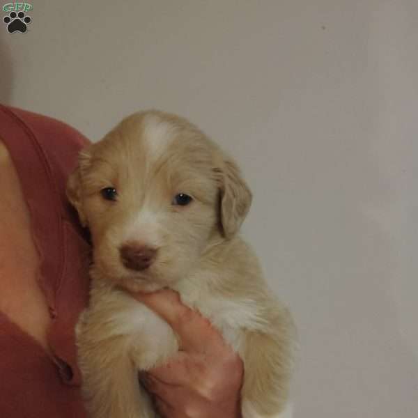 Happiness, Great Pyrenees Mix Puppy