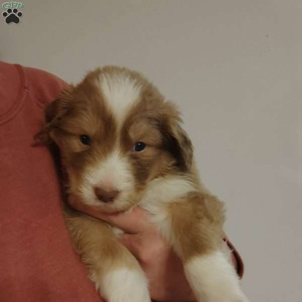 Spencer, Great Pyrenees Mix Puppy