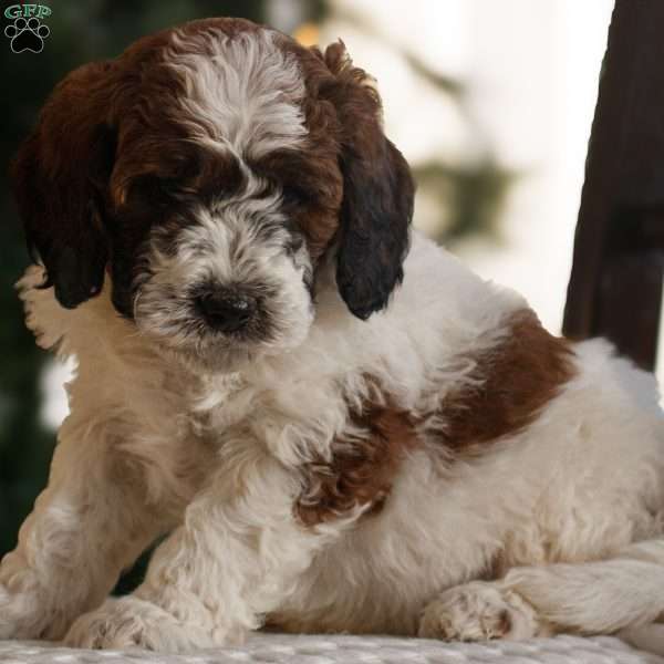 Hector, Mini Bernedoodle Puppy