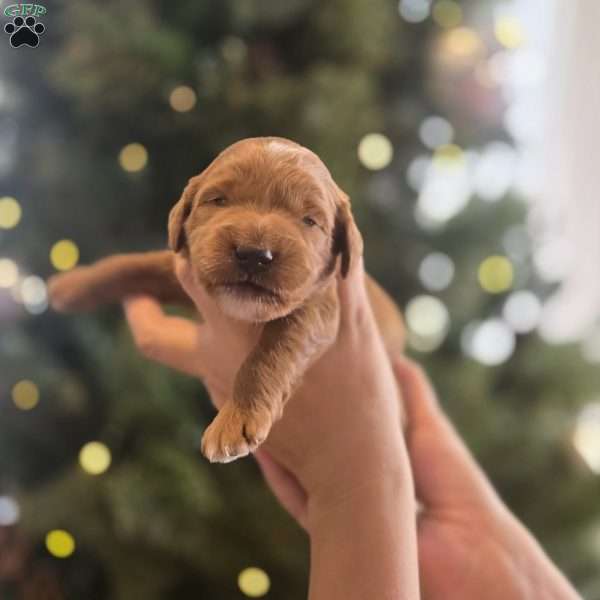 Max, Irish Doodle Puppy