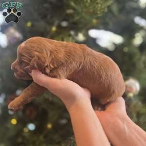 Max, Irish Doodle Puppy