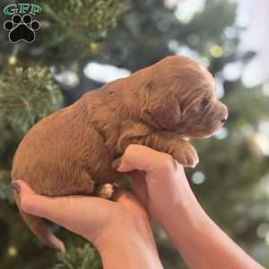 Max, Irish Doodle Puppy