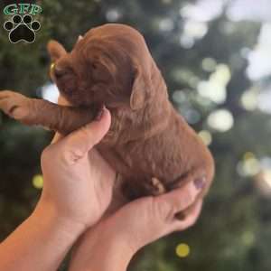 Mark, Irish Doodle Puppy