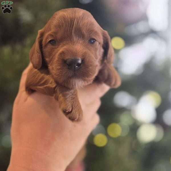 Annie, Irish Doodle Puppy