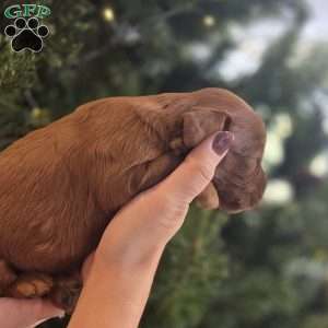 Annie, Irish Doodle Puppy