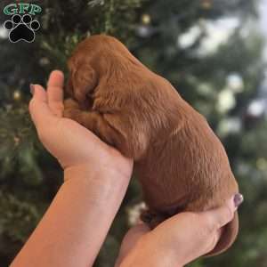 Annie, Irish Doodle Puppy