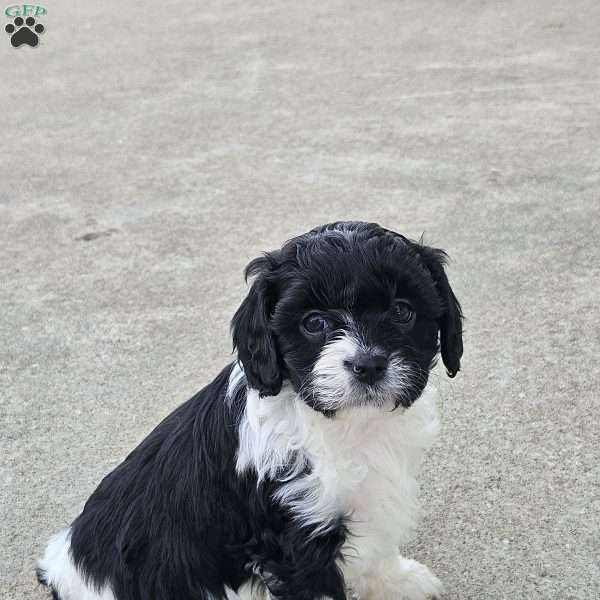 Shelby, Cavapoo Puppy