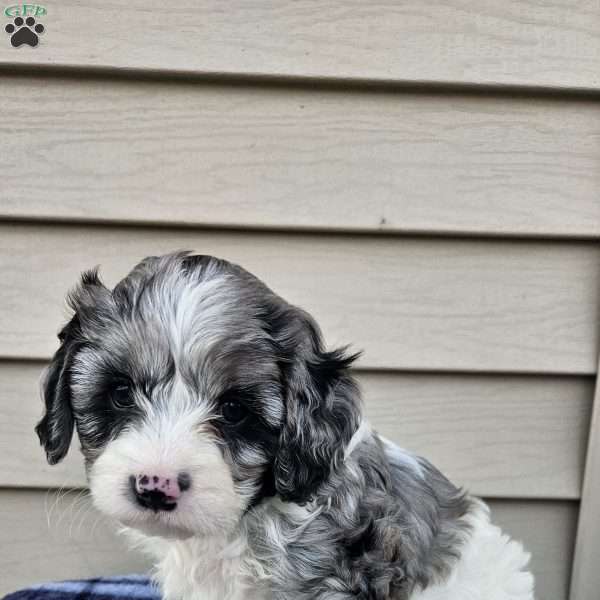 Russell, Cavapoo Puppy
