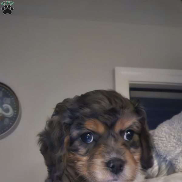 Rosie, Cavapoo Puppy