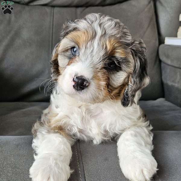 Corey, Cavapoo Puppy