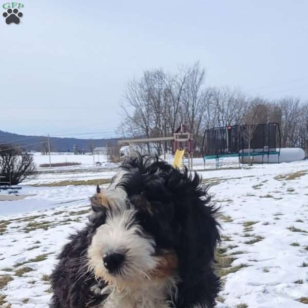 Hunter, Mini Bernedoodle Puppy