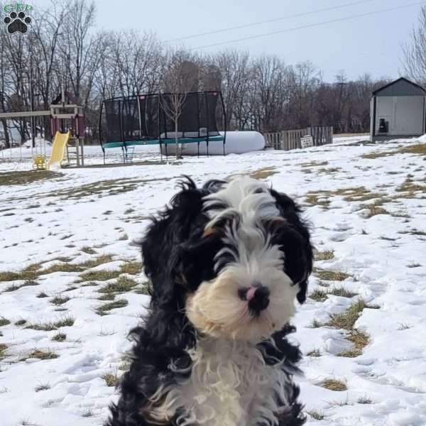 Tucker, Mini Bernedoodle Puppy