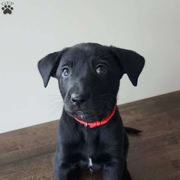 Ricky, Belgian Malinois Mix Puppy