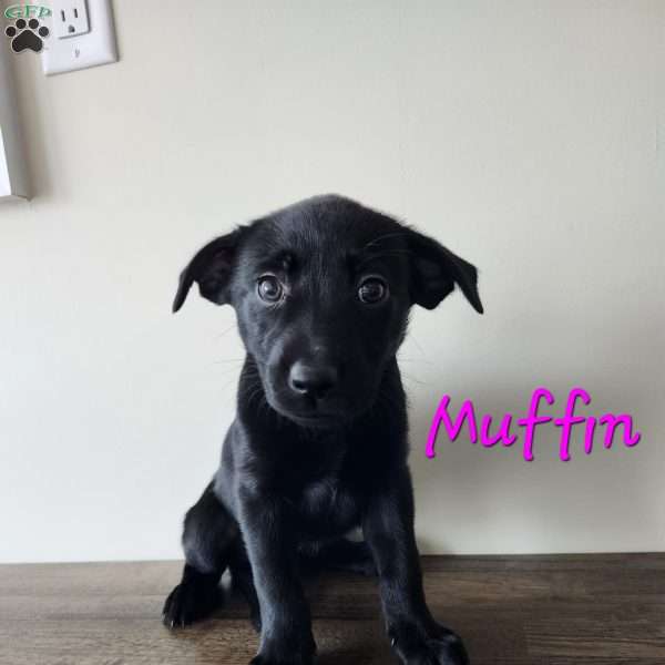 Muffin, Belgian Malinois Mix Puppy