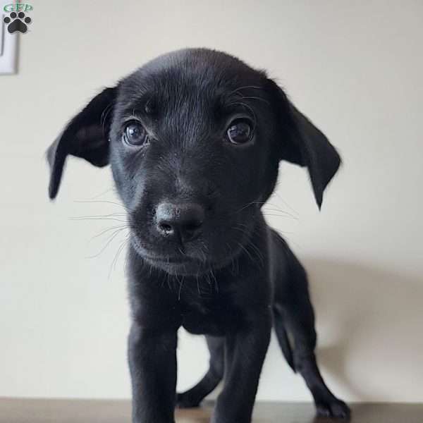 Blueberry, Belgian Malinois Mix Puppy
