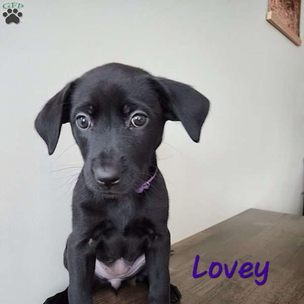 Lovey, Belgian Malinois Mix Puppy